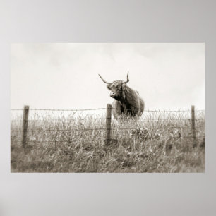 Baby Scottish Highland Cow Poster
