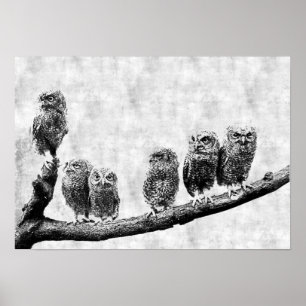 Baby Screening Owls Poster