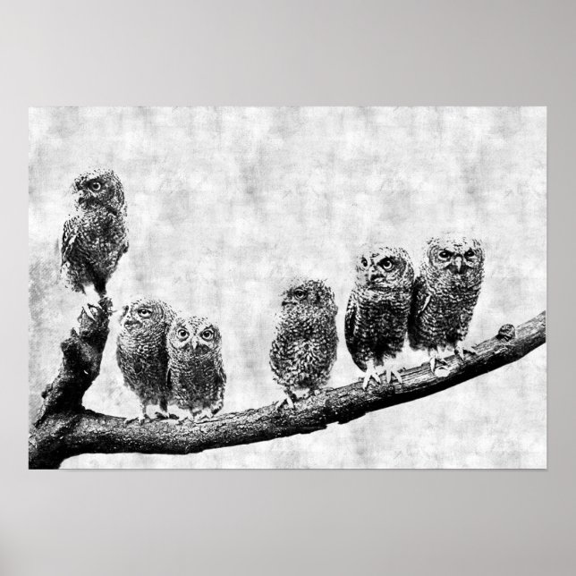 Baby Screening Owls Poster (Vorne)