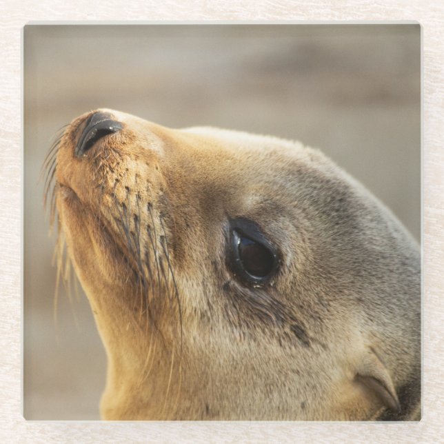 Baby Sea Lion Face Glasuntersetzer (Vorderseite)