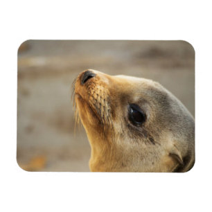 Baby Sea Lion Gesicht Magnet