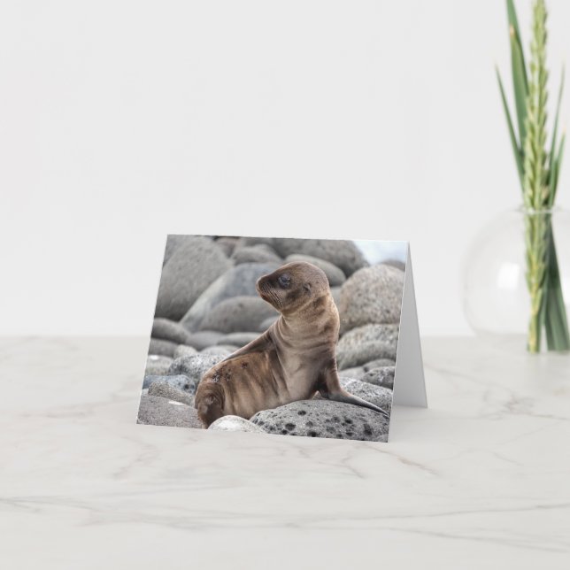 Baby Sea Lion Greeting Card Karte (Vorderseite)