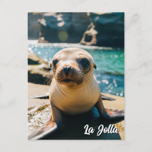 Baby Sea Lion La Jolla California Postcard Postkarte