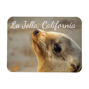 Baby Sea Lion, La Jolla, Kalifornien Magnet