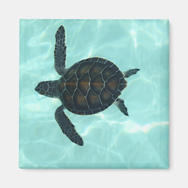 Baby Sea Turtle Magnet (Vorne)