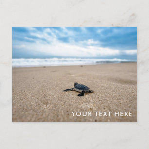 Baby Sea Turtle on Beach Postcard Postkarte