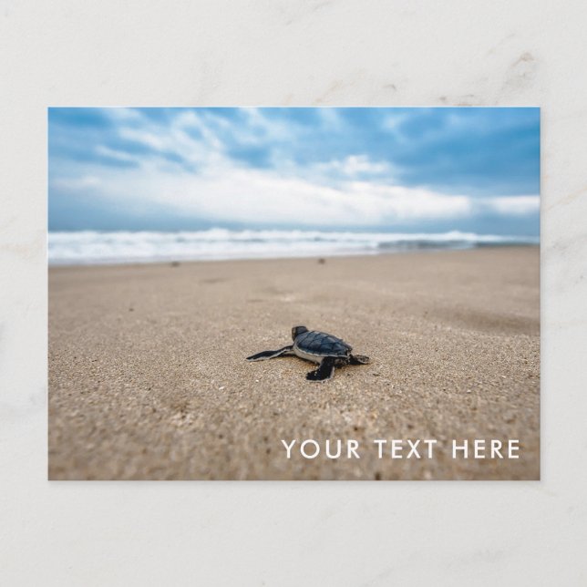 Baby Sea Turtle on Beach Postcard Postkarte (Vorderseite)