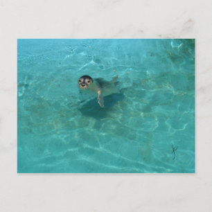 Baby Seal (Begriffsklärung) Postkarte
