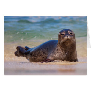 Baby Seehund im Wasser