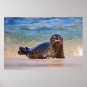 Baby Seehund im Wasser Poster