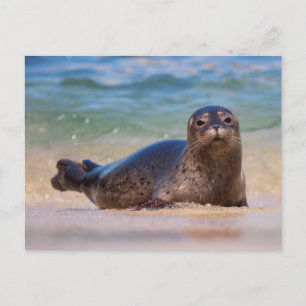 Baby Seehund im Wasser Postkarte