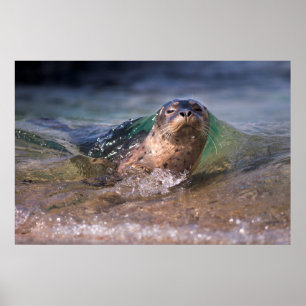 Baby Seehund Poster