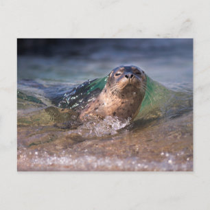 Baby Seehund Postkarte