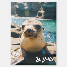 Baby Seelöwe La Jolla California Postkarte