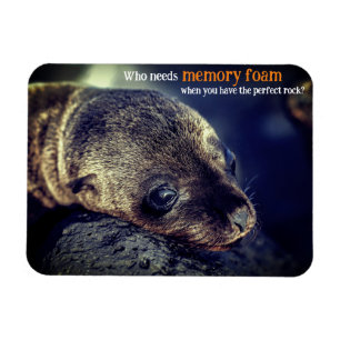 Baby Seelöwe Magnet