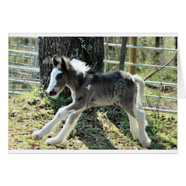 Baby Shaolin 2 (Vorderseite (Horizontal))