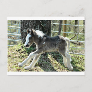 Baby Shaolin 2 Postkarte