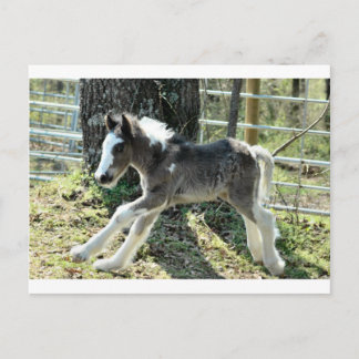 Baby Shaolin 2 Postkarte