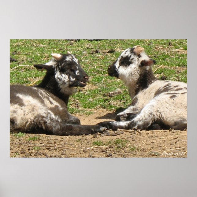 Baby Sheep Mount Vernon Anwesen April 2007 Poster (Vorne)