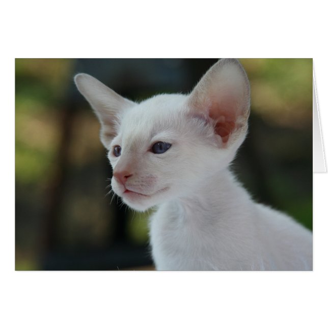 Baby Siamese Kitty (Vorderseite (Horizontal))