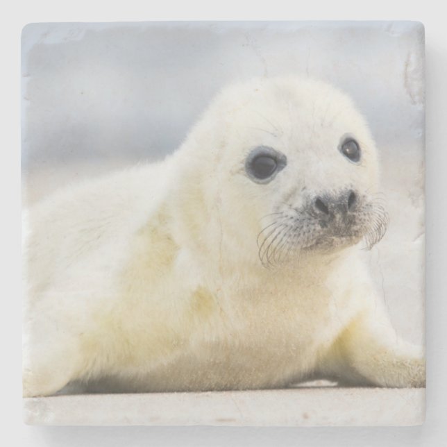 Baby-Siegel Getty Bild-| Steinuntersetzer (Vorderseite)