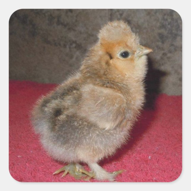 Baby Silkie Chick Sticker (Vorderseite)