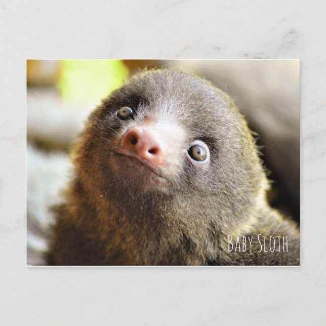 Baby Sloth Postcard Postkarte (Vorderseite)