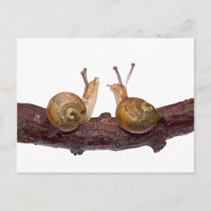 Baby Snail Talk Postcard Postkarte