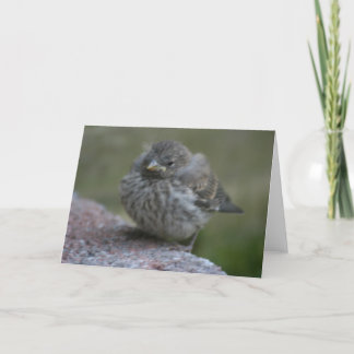 "Baby-Spatzen-" Foto-Gruß-Karte Karte