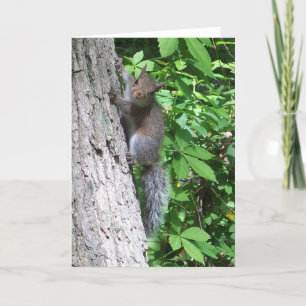 "Baby Squirrel Card" Karte