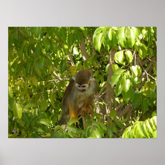 Baby Squirrel Monkey Poster (Vorne)