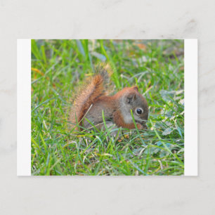 Baby Squirrel Postkarte