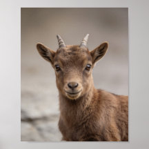 Baby Steinbock-Porträt – Süße Kinderzimmer-Tier-Wa