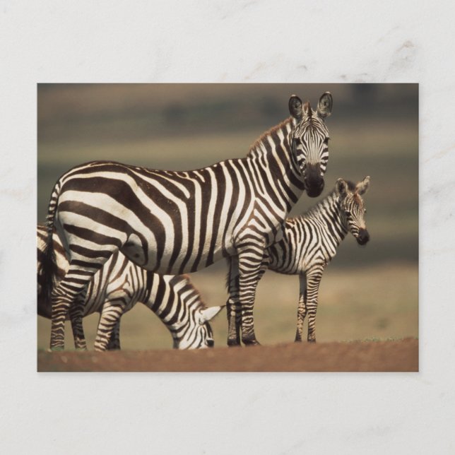 Baby Steppenzebra mit Mutter Postkarte (Vorderseite)