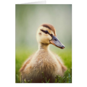 Baby-Stockenten-Ducken