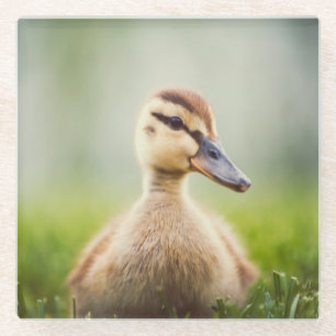 Baby-Stockenten-Ducken Glasuntersetzer