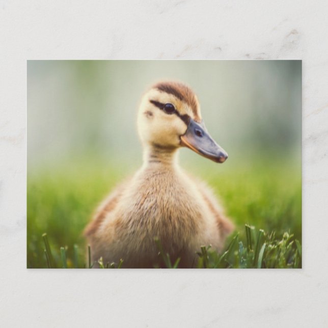 Baby-Stockenten-Ducken Postkarte (Vorderseite)