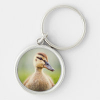 Baby-Stockenten-Ducken