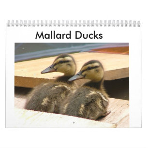 Baby-Stockenten-Enten Kalender