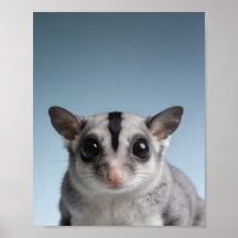 Baby Sugar Glider Porträt – Süßes Tier für das Kin