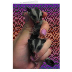 Baby Sugar Gliders Card Erwartet Zwillingskarte