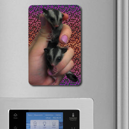Baby Sugar Gliders Foto Magnet