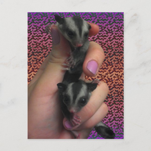 Baby Sugar Gliders Postcard Postkarte (Vorderseite)