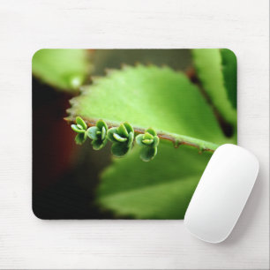 Baby-Sukkulenten Grüne Pflanze - Zen Spa Natur Fot Mousepad