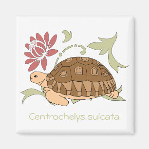 Baby Sulcata Tortoise Magnet (blumenreich)