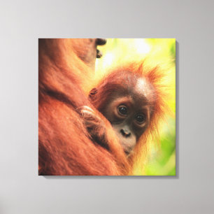 Baby Sumatran Orangutan Leinwanddruck