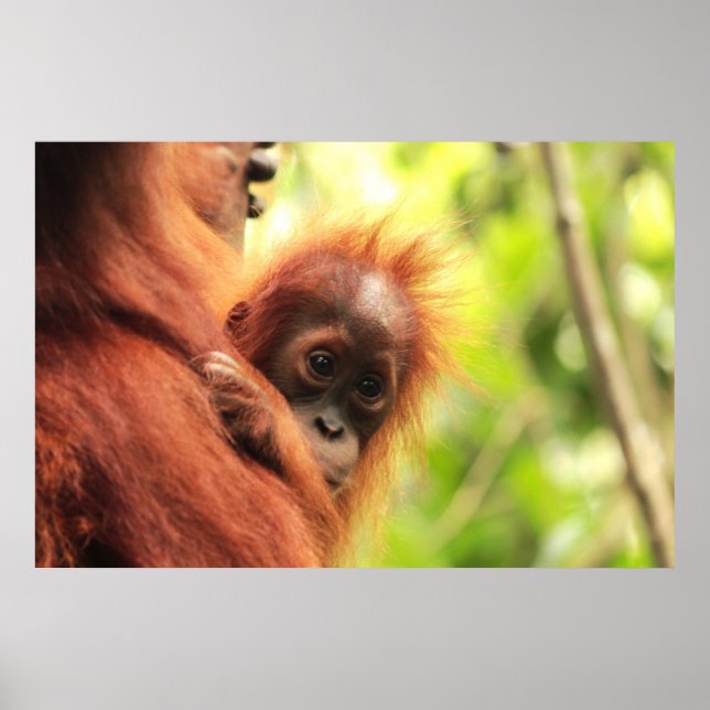 Baby Sumatran Orangutan Poster (Vorne)