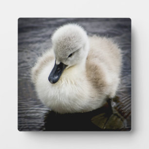 Baby Swan Cygnet Fotoplatte