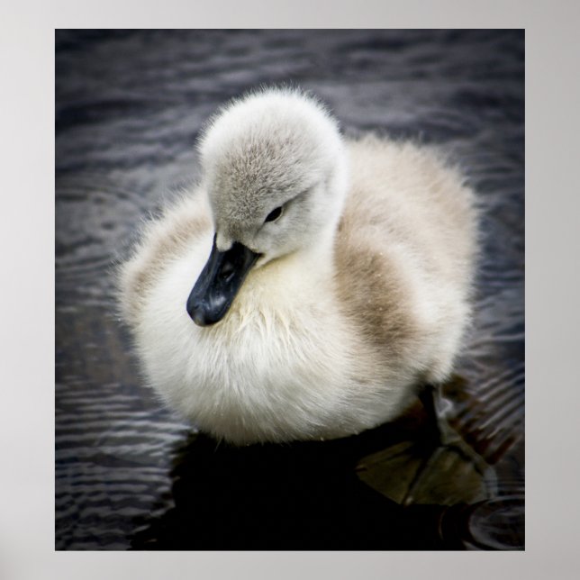 Baby Swan | Cygnet Poster (Vorne)