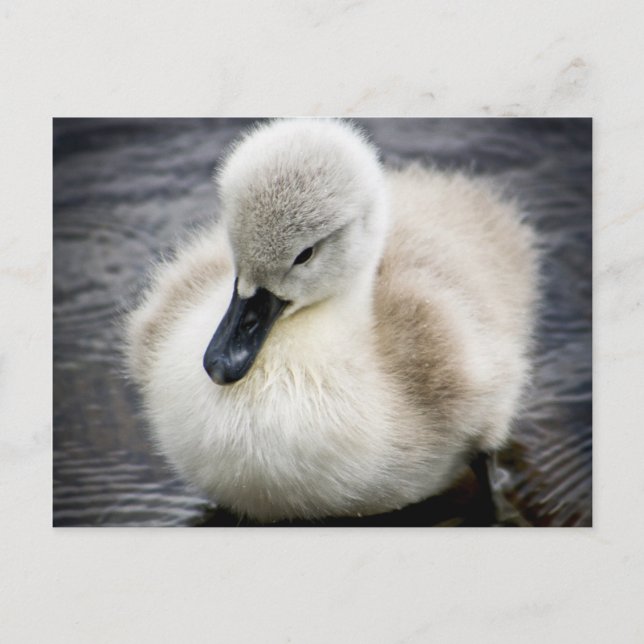 Baby Swan | Cygnet Postkarte (Vorderseite)